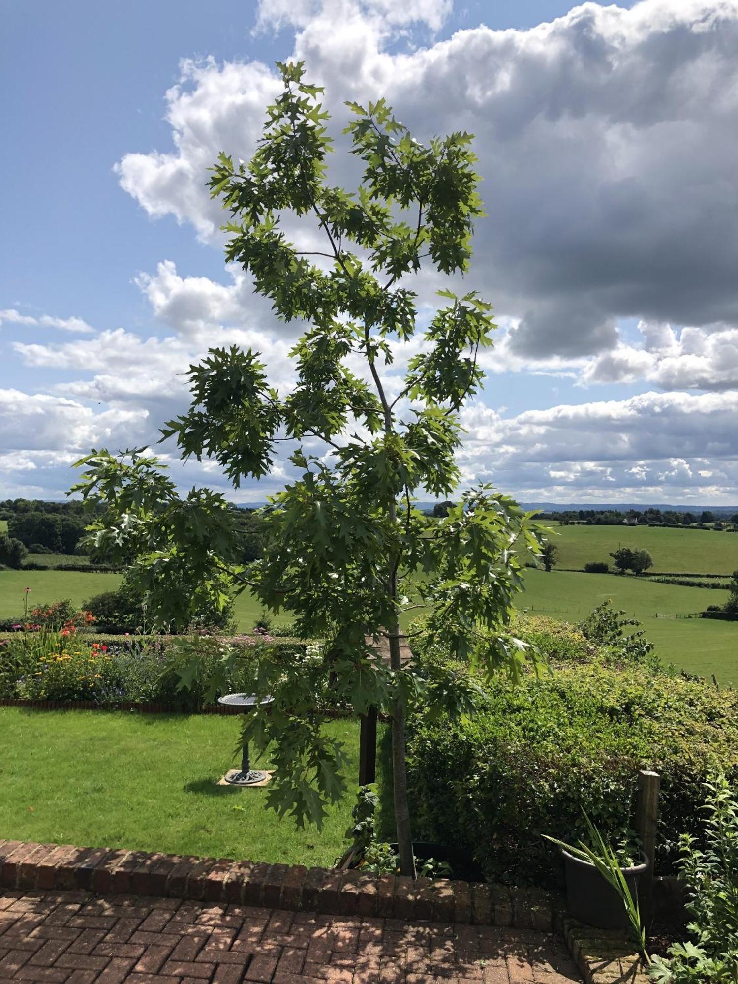 Betula Views Studio Newent Exterior foto